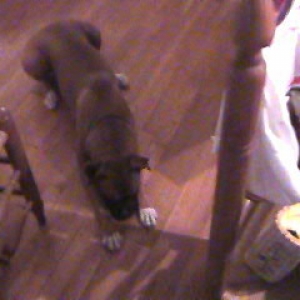 sad puppy