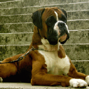 Jazz (Ruby's sire)