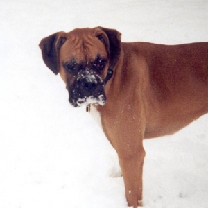 Is it time for the snow yet?