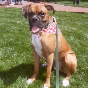 Pooch Parade 2003