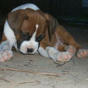 awww_puppy