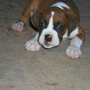 puppy1