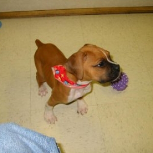 Dobbs 9 weeks