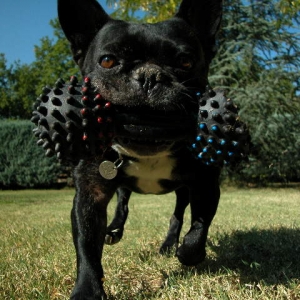 Athlon the French Bulldog