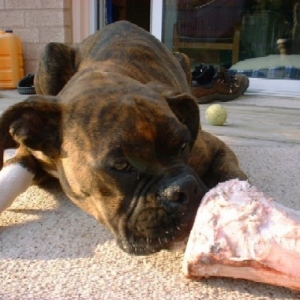One big Bone