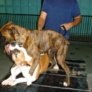 Wrestling with Buddah