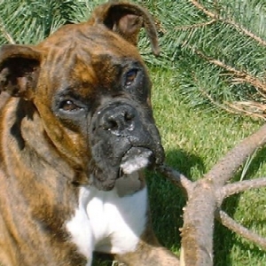 I love to eat pine branches