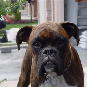 GQ Pooch