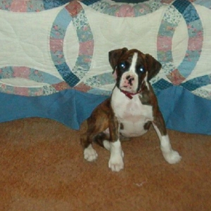 Kobie