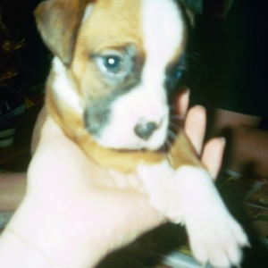 Nico 5 weeks old