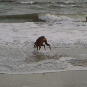 Rocky_Beach_3
