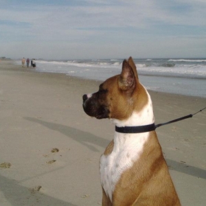 Rocky_Beach_4