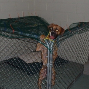 Lexi escapes