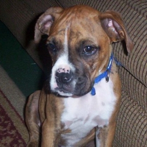 Sawyer