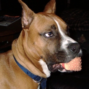 RockyToy