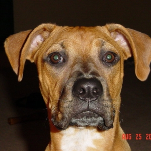 Harlie's ears!