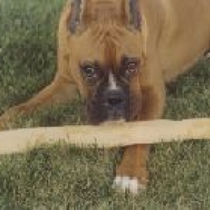 Stay away from the stick!