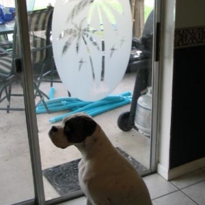 Domino looking out at the pool