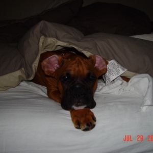 little_buster