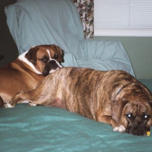 This looks like a good pillow!