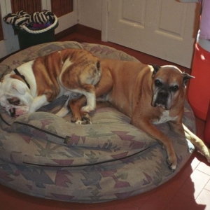 Pumbaa the pillow