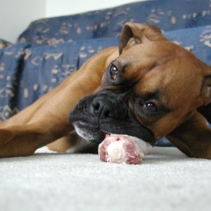 Xena With Her Bone