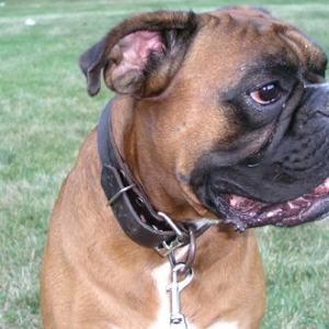 Max