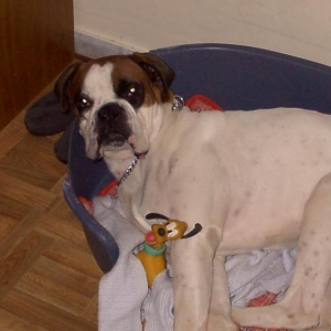 What does a dog have to do to get some sleep?