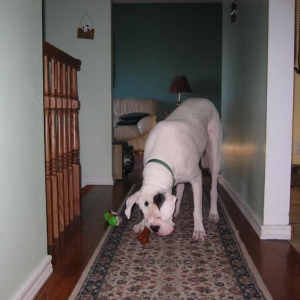 Ozzy's Birthday Presents