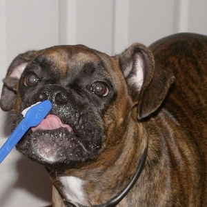 Zoe getting her teeth brushed.