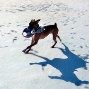 snow dog
