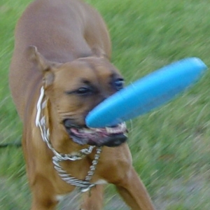 Frisbee playing