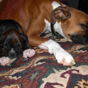 Sleepy puppies