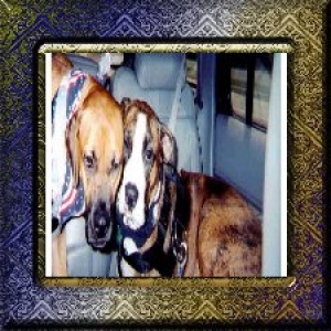 Naiya's First Boxer Bash Trip