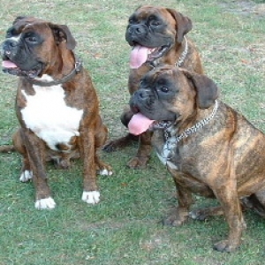 3_boxers