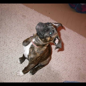Crazy Dog