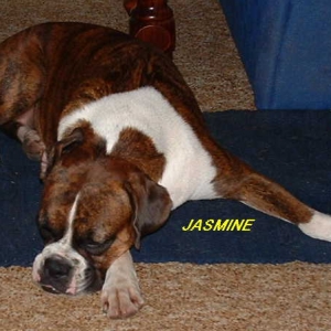 Jasmine