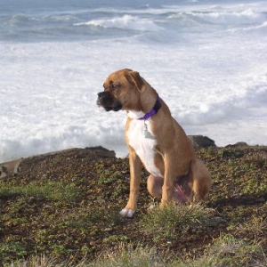 Puppy Profile