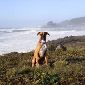 If I flap my ears, can I fly like a Seagull Mom?