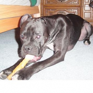 Yummy Bone