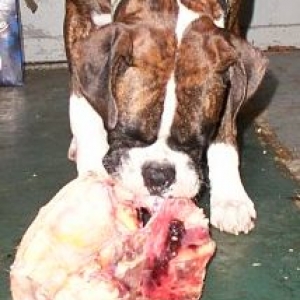 P?n?loppe eating emu!