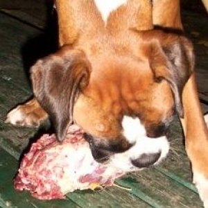 Igor eating emu!