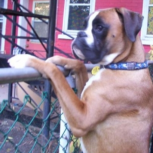 Igor 11 months old