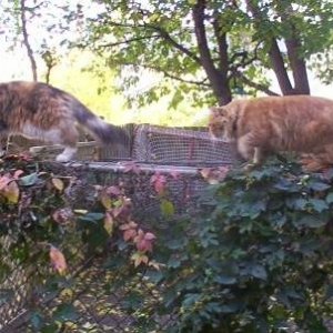 Cats on the fence