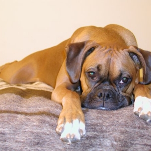 Sleepy Xena