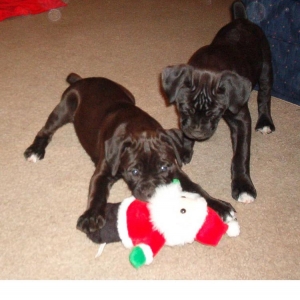 Hey, that's my toy
