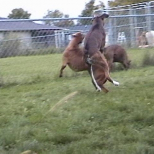 Kodi and Ruby