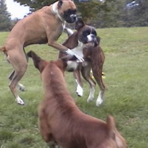 Kodi, Ruby and Sheeba