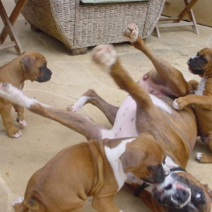 Puppy Attack!