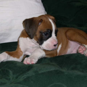 Sweet little Tucker
